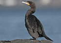 Phalacrocorax auritus